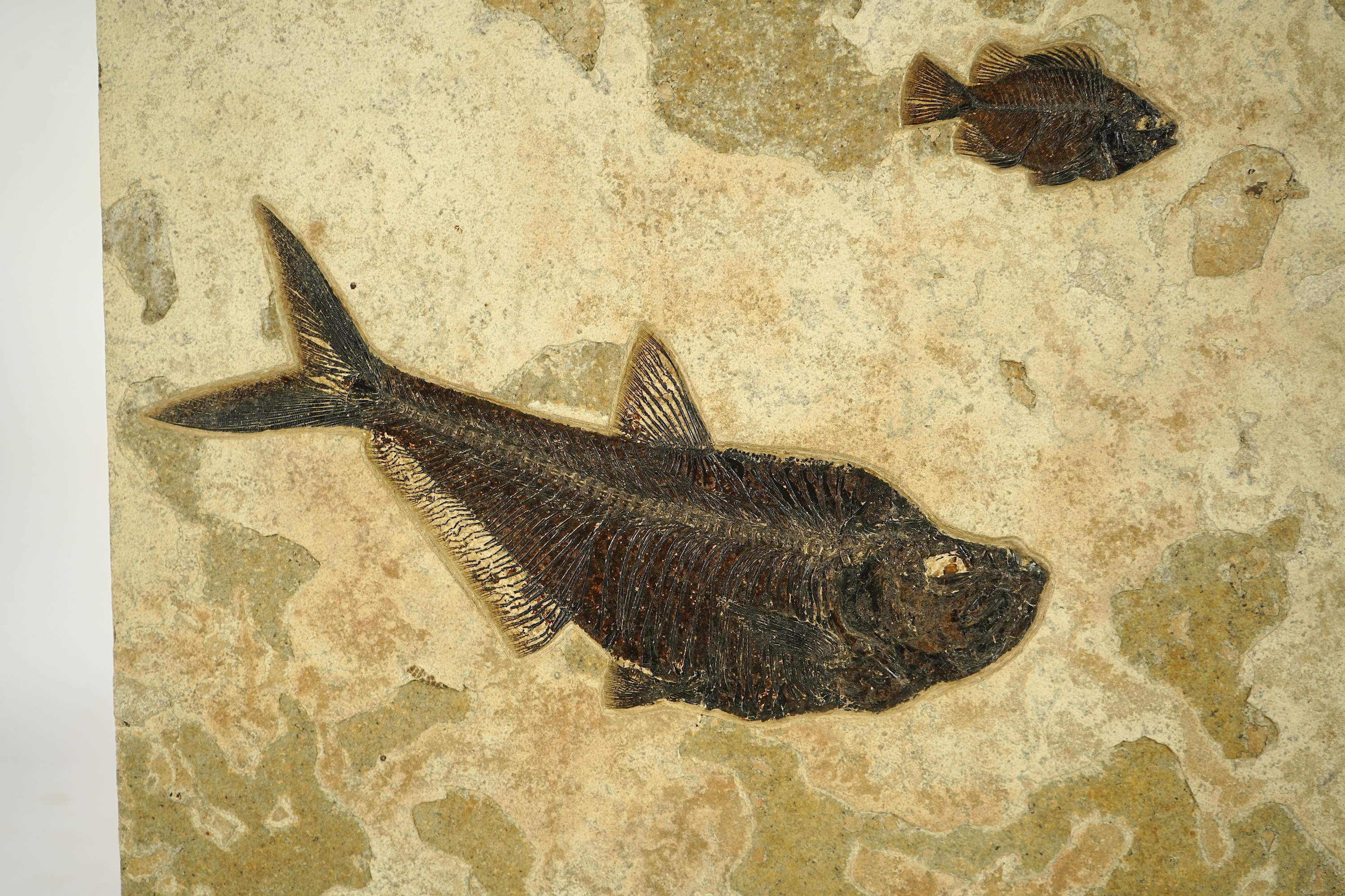 A large and impressive fish fossil triptych